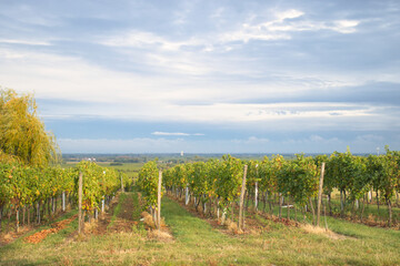 Fototapeta premium Vineyard near the Isler Winery Council outside Neustadt, Germany along the wine route on a fall evening.