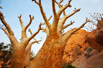 Baobab