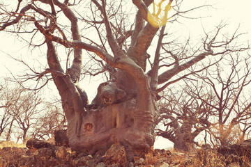 Baobab