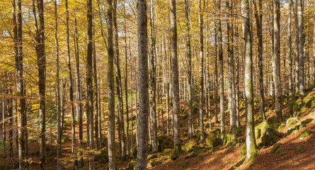 Fototapeta na wymiar foliage inside an Italian forest at fall