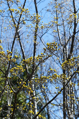 サンシュユの黄色い花