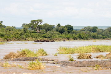 Fototapeta na wymiar Kruger National Park: herd of elephant bathing in the Sabie River