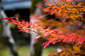 red autumn leaves