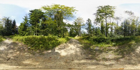 Summer Forest 360 Panorama