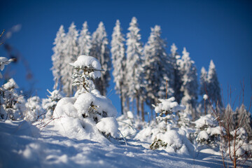 Fototapeta na wymiar Winter im Thüringer Wald
