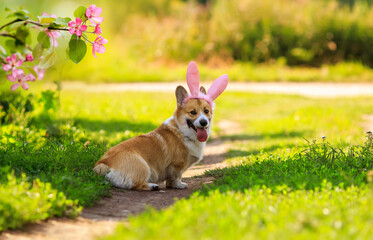 Obraz na płótnie Canvas cute corgi dog puppy in Easter bunny ears lies on the green grass in the spring sunny garden
