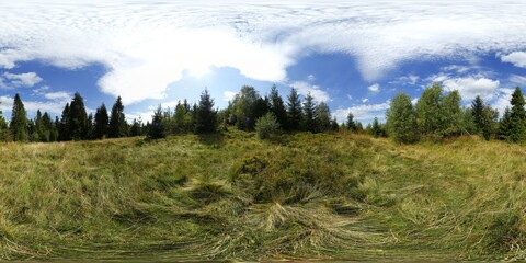 Summer Forest 360 Panorama