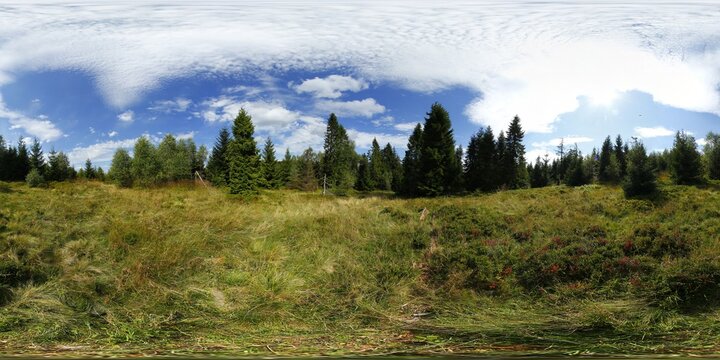 Summer Forest 360 Panorama