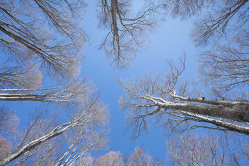 Foliage on the sky in autumn inside a birch forest