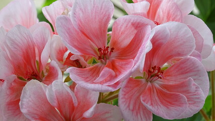 close up of a flower