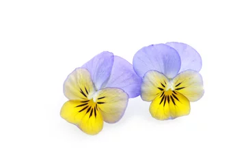 Foto op Canvas two flowers of blue and yellow colors pansy isolated on a white background © pulia