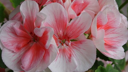 Fototapeta na wymiar pink hibiscus flower