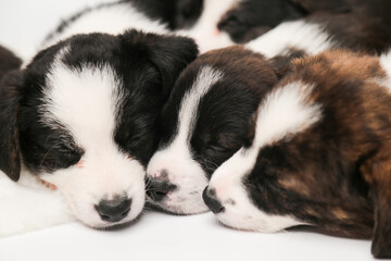 Fototapeta premium portrait of three sleeping welsh corgi cardigan puppies sleeping noses to each other.