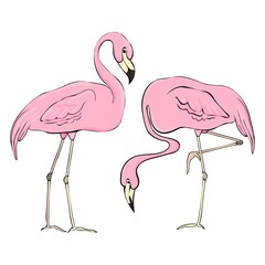 Flamingos in different poses. Cartoon flamingos. Set of flat color illustrations. Clipart elements.