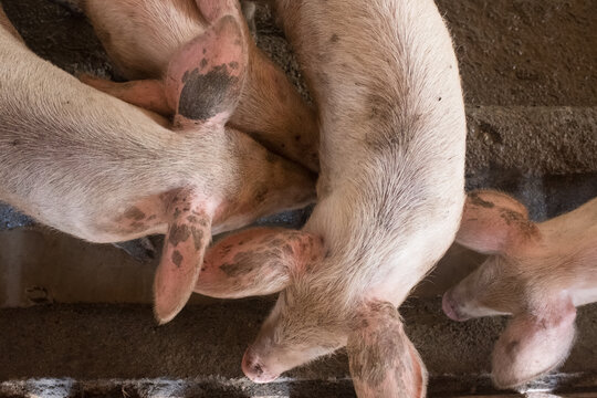 Cochons dans une ferme à Cuba