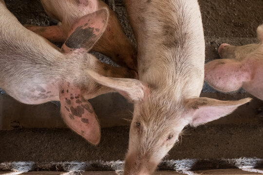 Cochons dans une ferme à Cuba