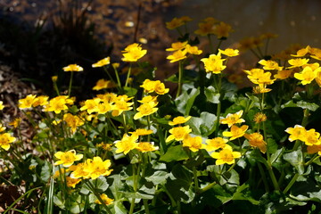 Gelbe Windröschen (Anemone ranunculoides)