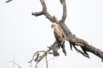 Kruger National Park: Tawny eagle