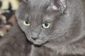 Russian blue cat in a beautiful angle