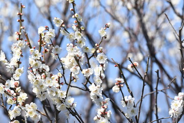 梅の花