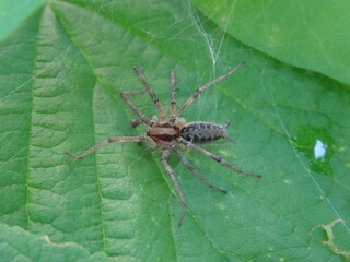 Agelena labyrinthica on green leaf in garden.
