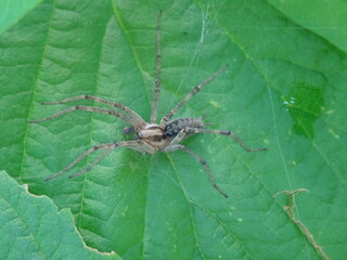 Agelena labyrinthica on green leaf in garden.