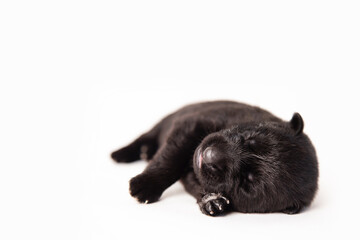Obraz premium cute newborn black shepherd puppy sleeping on white background. space for text
