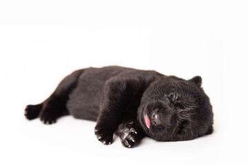 cute newborn black shepherd puppy sleeping on white background. space for text