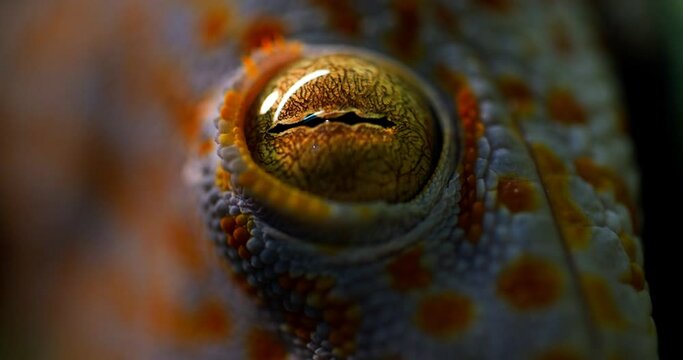 Eye of gecko gecko close-up beautiful color combination.