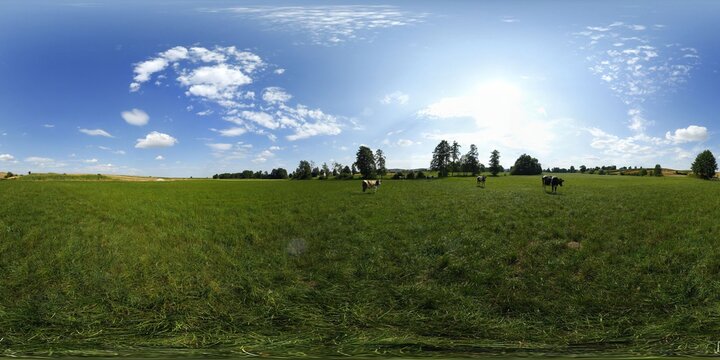 Cow on the Meadow 360 Panorama