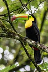 Keel-billed Toucan - Ramphastos sulfuratus, large colorful toucan from Costa Rica forest with very colored beak.