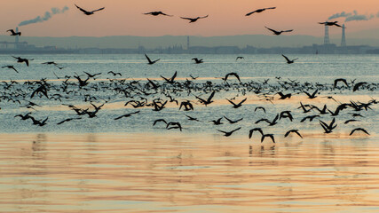 Pássaros silvestres