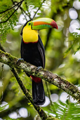 Keel-billed Toucan - Ramphastos sulfuratus, large colorful toucan from Costa Rica forest with very colored beak.