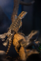 Central bearded dragon portrait close up animal photography