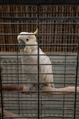 Funny white cockatoo in metal cage close up portrait birds nature 