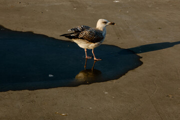 A big bird of single seagull in Istanbul Turkey. Seagull reflection on small water puddle and black water.