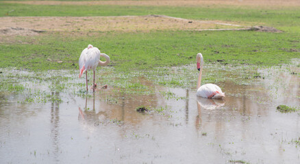 The flamingos. in the zoo.
