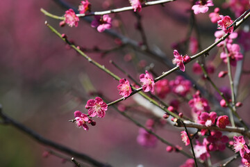 梅の花