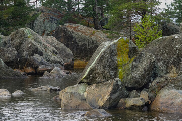 Bird habitat at the sea shore