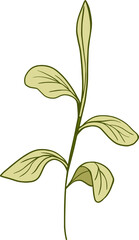 Simple leaf, vector illustration, isolated on a white.