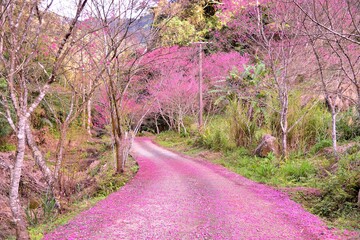 Blooming red and white sakura scenery in the mountains of Taiwan.