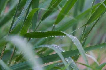 Raindrops weigh on green leaves of  reeds