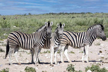 Fototapeta na wymiar Damara zebra, Equus burchelli antiquorum, are abundant in the Etosha National Park. Namibia