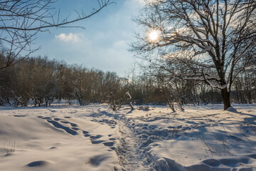 Sunny day in the frosty forest in the winter season. Landscape with forest and perfect sunlight with snow and clean sky. Beatuful contrast of snow shapes and shadows