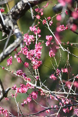 ピンク色の梅の花