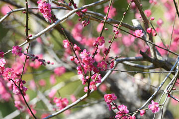ピンク色の梅の花