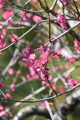 ピンク色の梅の花