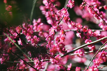 ピンク色の梅の花