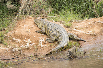 Kruger National Park: crocodile resting on the banks of the Sabie River