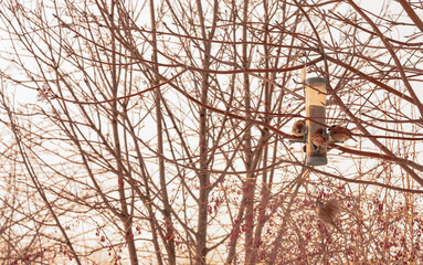 Bare rowan branches with bird feeder in winter at sunset. Selective focus. White balance shift.